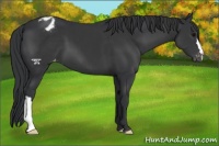Horse Color:Black Mushroom Appaloosa 