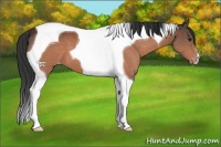 Horse Color:Brown Tobiano Appaloosa 