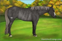 Horse Color:Liver Chestnut Mushroom Rabicano 
