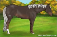 Horse Color:Liver Chestnut Mushroom 