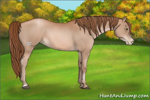 Horse Color:Brown Pearl Rabicano 