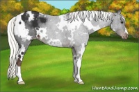 Horse Color:White Spotted Liver Chestnut Mushroom Appaloosa 