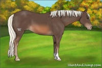 Horse Color:Liver Chestnut Mushroom Appaloosa 