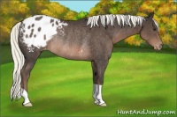 Horse Color:Liver Chestnut Mushroom Appaloosa Rabicano 