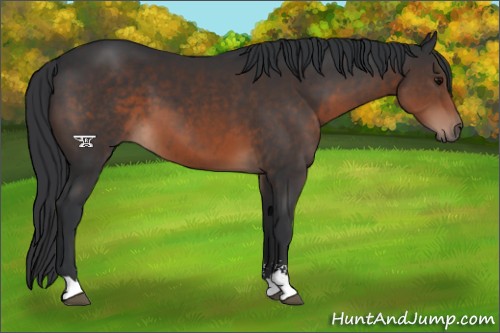Horse Color:Brown Sabino