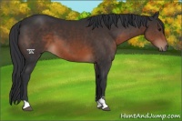 Horse Color:Brown Sabino 