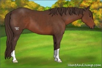 Horse Color:Liver Chestnut 