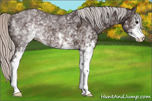 Horse Color:White Spotted Silver Brown Sabino 
