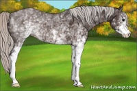 Horse Color:White Spotted Silver Brown Sabino 