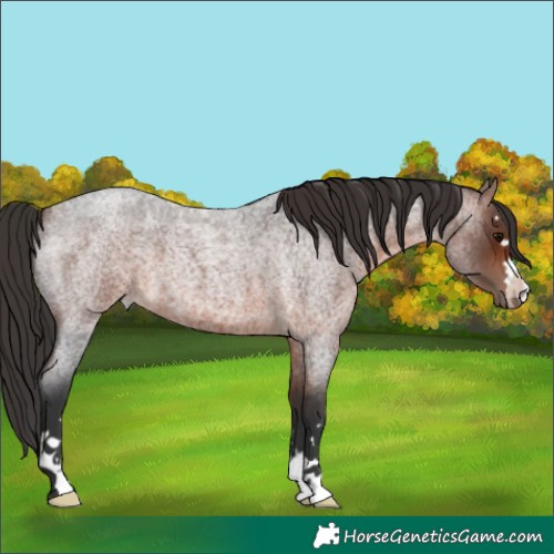 Horse Color:Bay Roan 