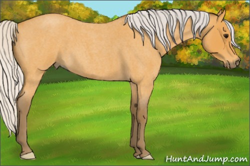 Horse Color:Silver Buckskin Roan 