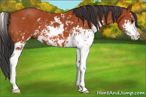 Horse Color:Bay Sabino 