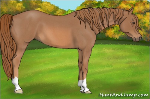 Horse Color:Red Roan 