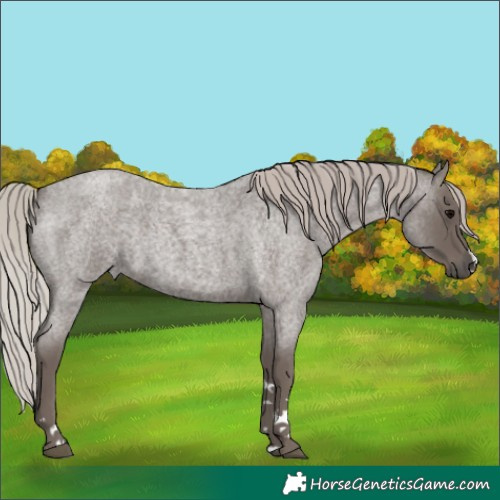 Horse Color:Silver Blue Roan 