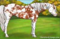 Horse Color:Silver Bay Sabino 