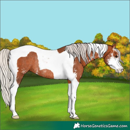 Horse Color:Silver Bay Sabino Tobiano Rabicano 