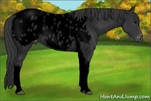 Horse Color:Void Blue Roan Tobiano Appaloosa 