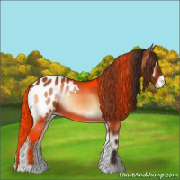 Horse Color:Bay Onyx Appaloosa 