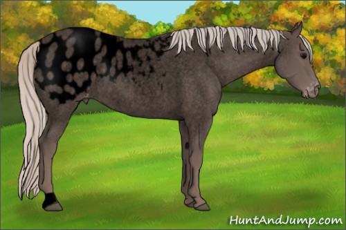 Horse Color:Void Silver Blue Roan Appaloosa
