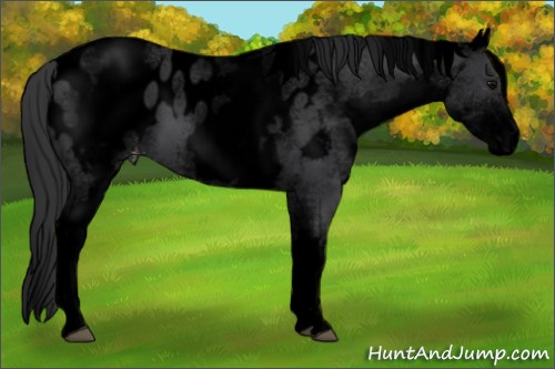 Horse Color:Void White Spotted Black Appaloosa 