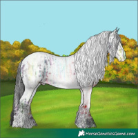 Horse Color:White Spotted Black Ice Sabino Appaloosa