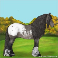 Horse Color:Grullo Appaloosa 