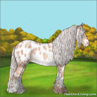 Horse Color:Silver Sable Champagne Splash Appaloosa 
