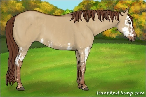 Horse Color:Red Dun Splash Brindle