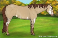 Horse Color:Red Dun Splash  Brindle