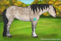 Horse Color:Brown Ice Dun Sabino Rabicano 