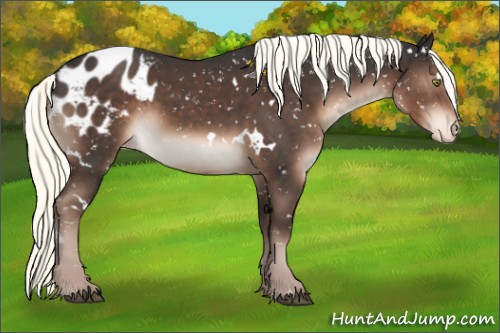 Horse Color:White Spotted Liver Chestnut Mushroom Sabino Blanket