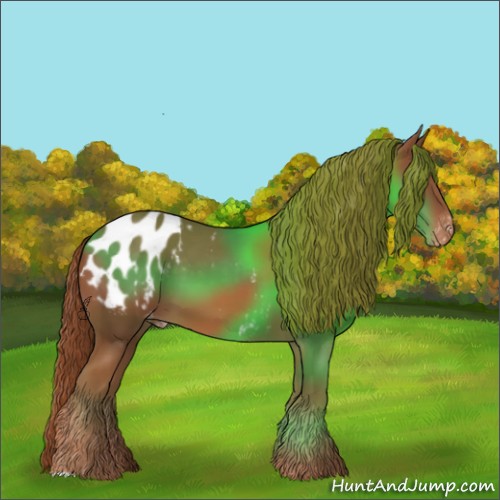 Horse Color:Chestnut Appaloosa 