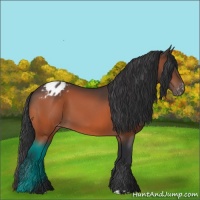 Horse Color:Bay Appaloosa