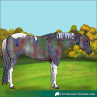 Horse Color:Nacre Black Tobiano Rabicano 