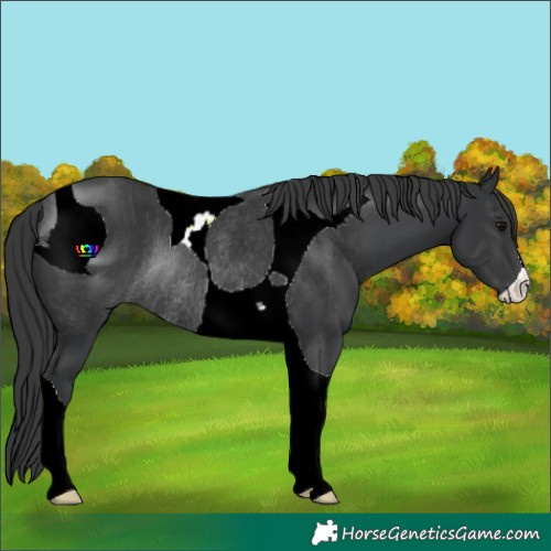 Horse Color:ERROR: UNKNOWN ANOMALY