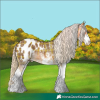 Horse Color:Plaid White Spotted Chocolate Palomino Appaloosa