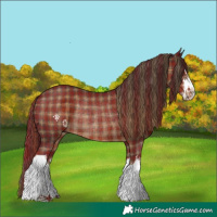 Horse Color:Plaid  White Spotted Liver Chestnut Rabicano 