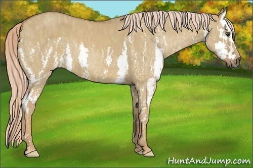 Horse Color:Palomino Dun Splash Brindle