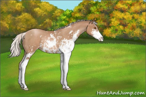 Horse Color:Silver Black Pearl Sabino Rabicano