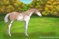 Horse Color:Silver Black Pearl Sabino Rabicano