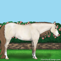 Horse Color:Grullo Roan Pearl Sabino