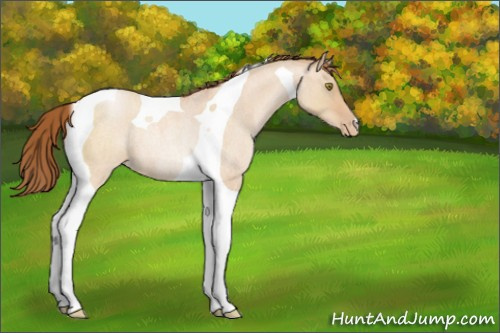 Horse Color:Brown Roan Pearl Dun Tobiano Rabicano