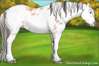 Horse Color:Sable Champagne Sabino