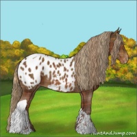 Horse Color:Plaid Liver Chestnut Tobiano Appaloosa