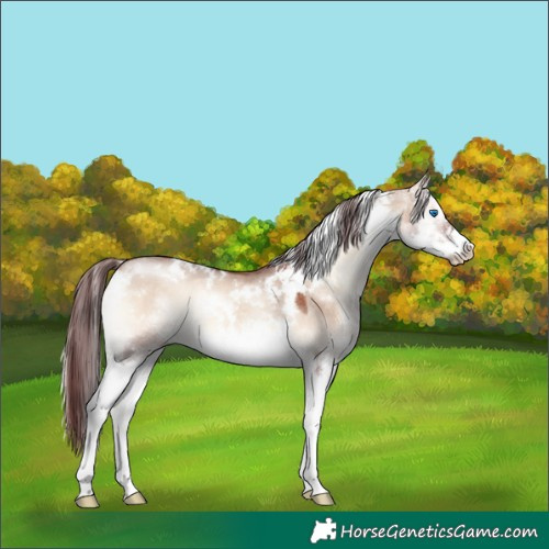 Horse Color:White Spotted Chocolate Brown Onyx Splash