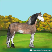 Horse Color:Brown Dun Sabino Rabicano