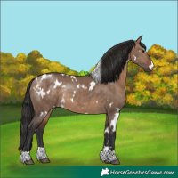 Horse Color:White Spotted Brown Dun Rabicano 