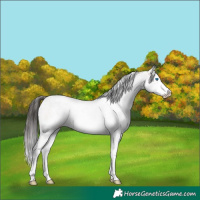 Horse Color:White Spotted Brown Dun Sabino Splash 