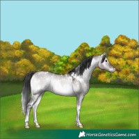 Horse Color:Platinum White Spotted Bay Onyx Sabino