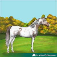 Horse Color:White Spotted Chocolate Brown Dun Tobiano 